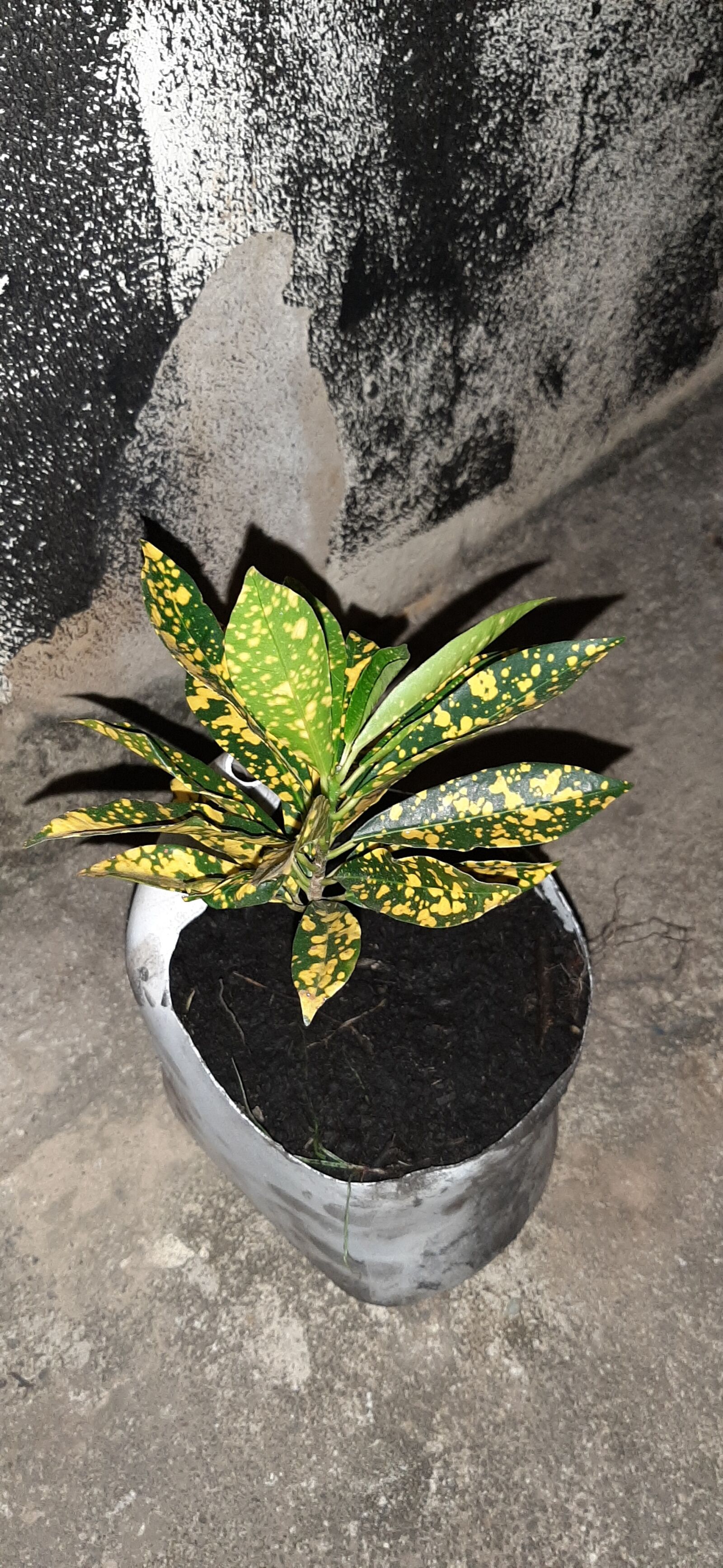 Samsung Galaxy A50 sample photo. Plantas, flora, flores photography
