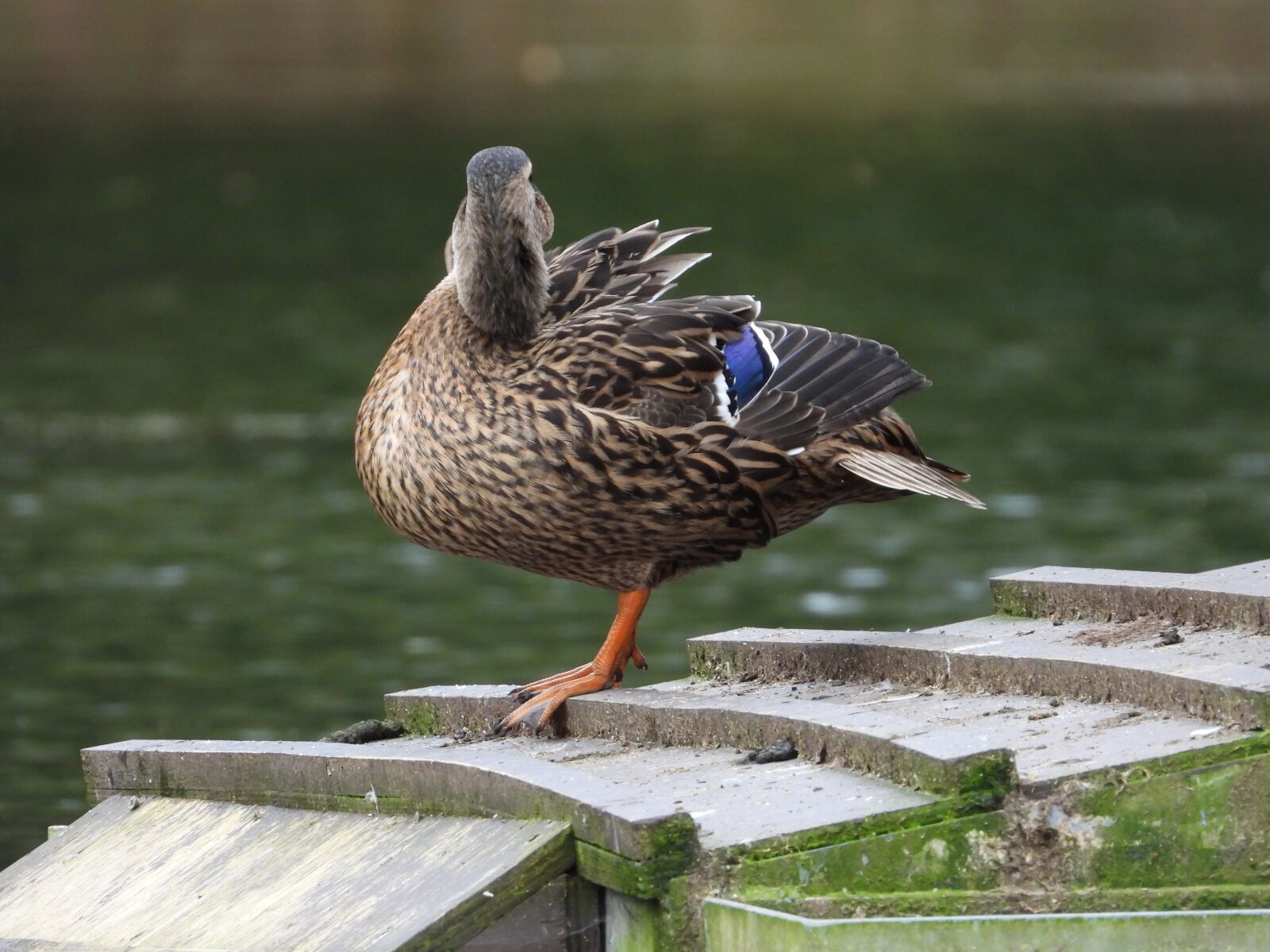 Nikon Coolpix P1000 sample photo. Duck, wild, animal photography