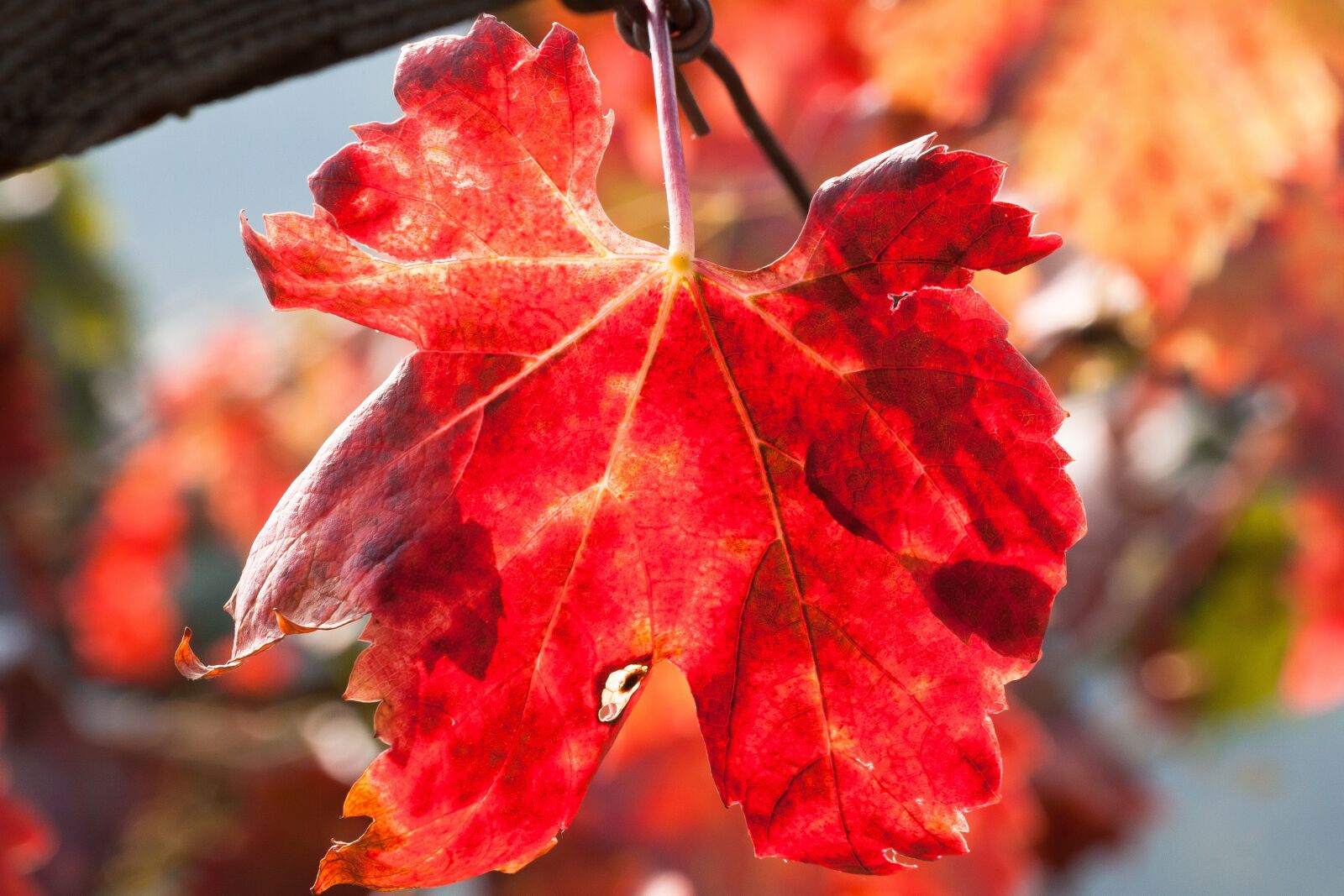 Canon EOS 50D sample photo. Wine, leaf, wine harvest photography