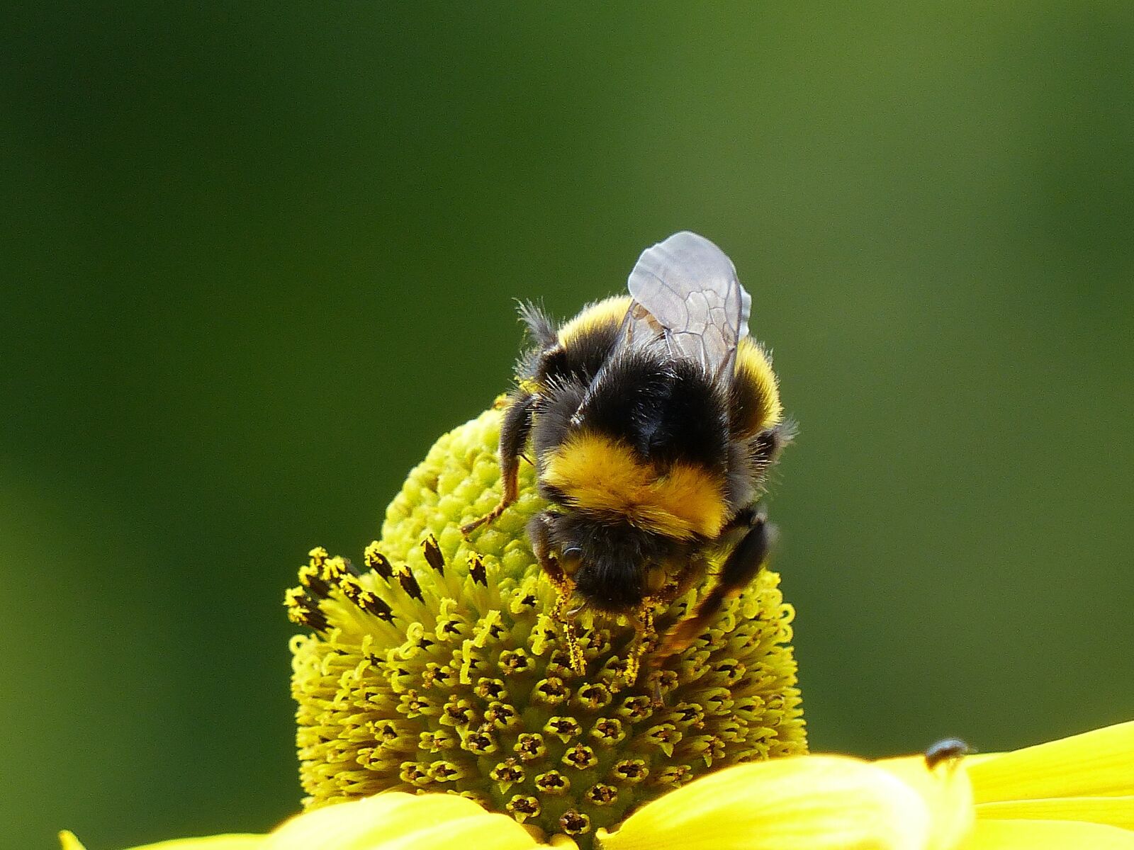Panasonic Lumix DMC-FZ200 sample photo. Flower, coneflower, bee photography