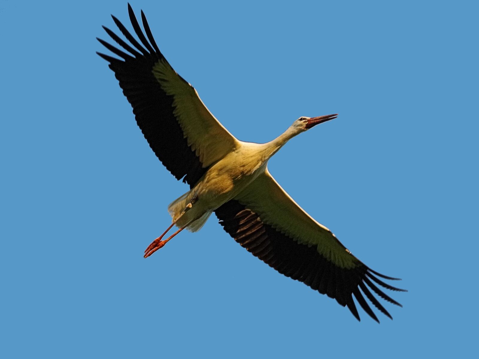 Pentax K-50 sample photo. Bird, habitat, stork photography
