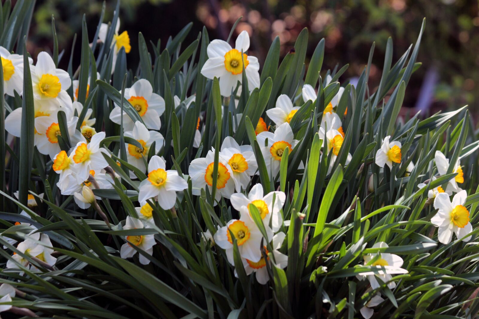 Canon EOS 650D (EOS Rebel T4i / EOS Kiss X6i) sample photo. Daffodils, plant, nature photography