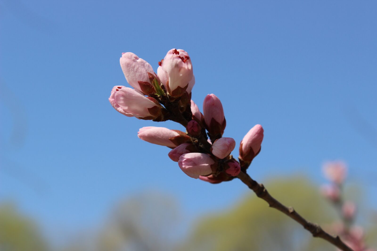 Canon EOS 600D (Rebel EOS T3i / EOS Kiss X5) sample photo. Spring, flower, spring flower photography