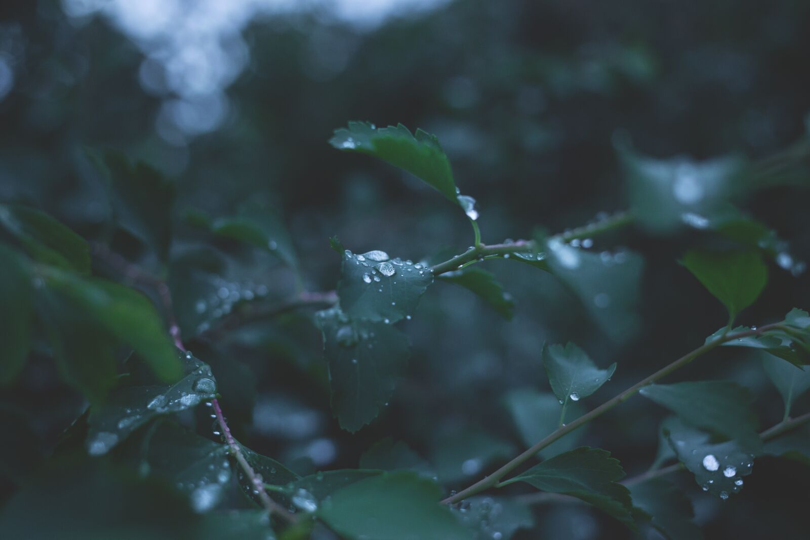 Canon EF 40mm F2.8 STM sample photo. Blur, close-up, dew photography