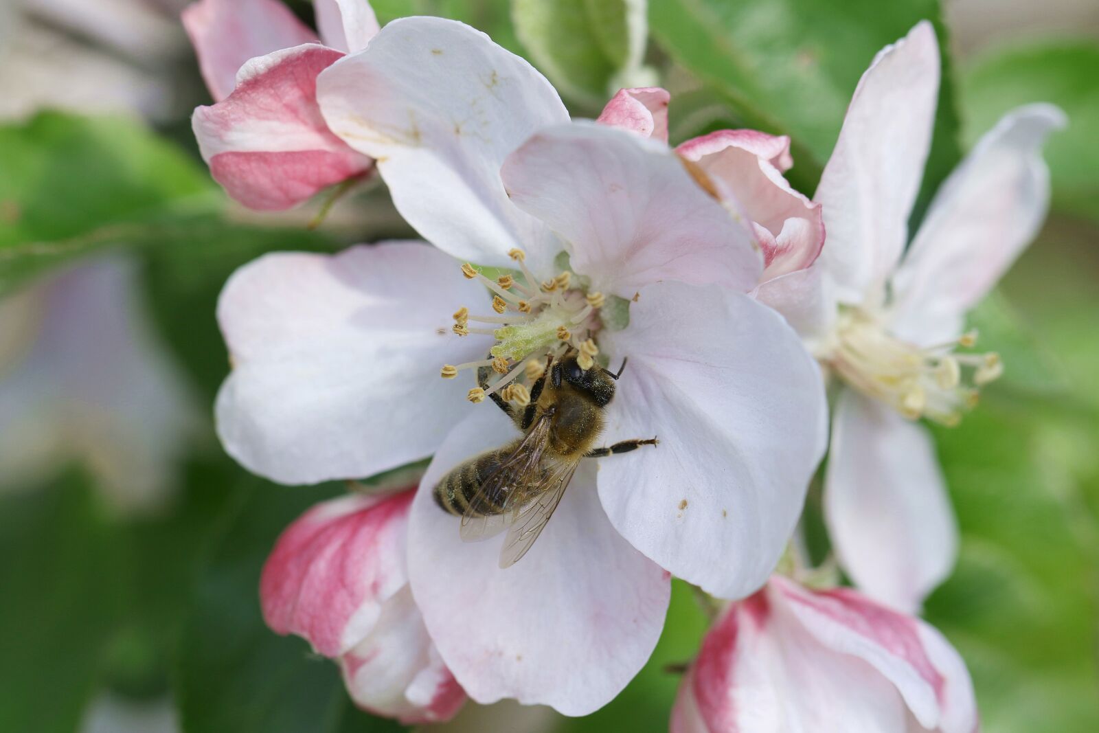Canon EOS 7D Mark II sample photo. Bee, pollination, apple flower photography