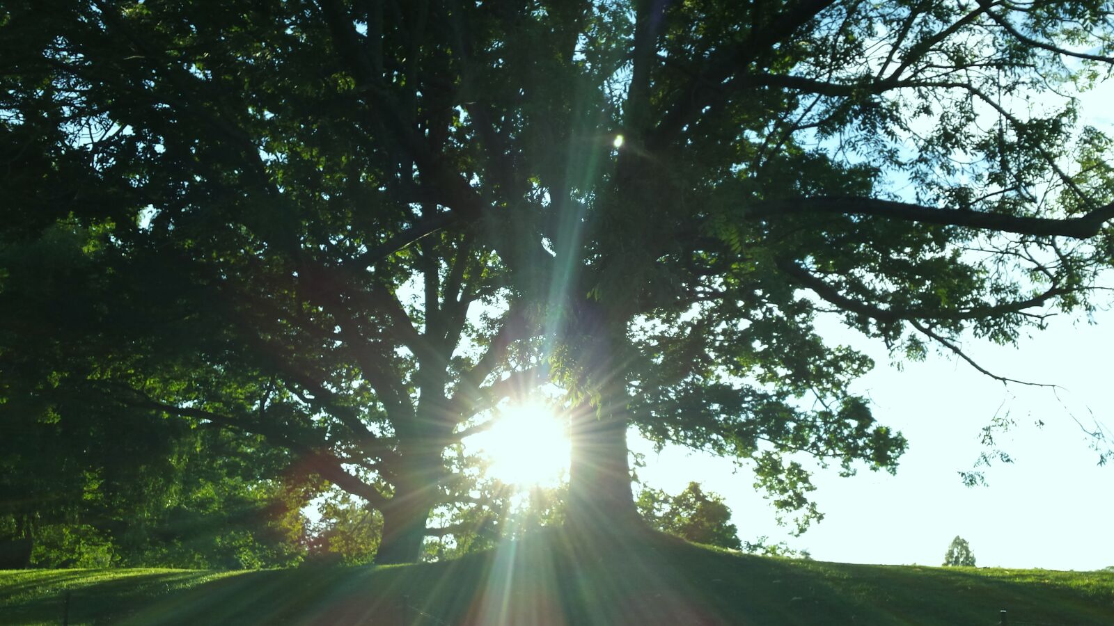 Samsung Galaxy S4 sample photo. Evening, sun, landscape, tree photography