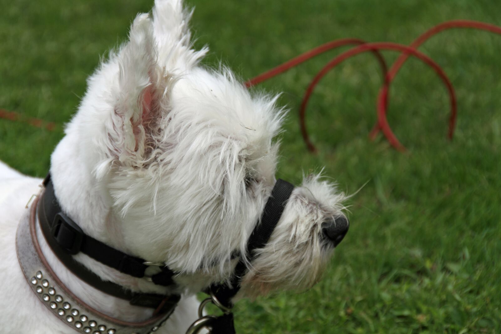 Canon EOS 7D sample photo. Dog, scottish, terrier photography
