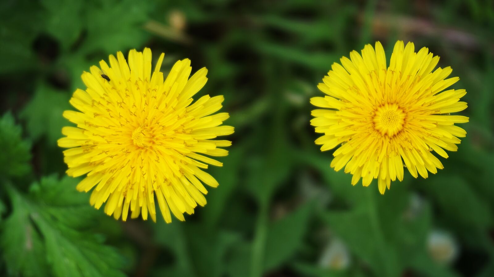 Sony Alpha a5000 (ILCE 5000) sample photo. Flowers, korean flower, nature photography