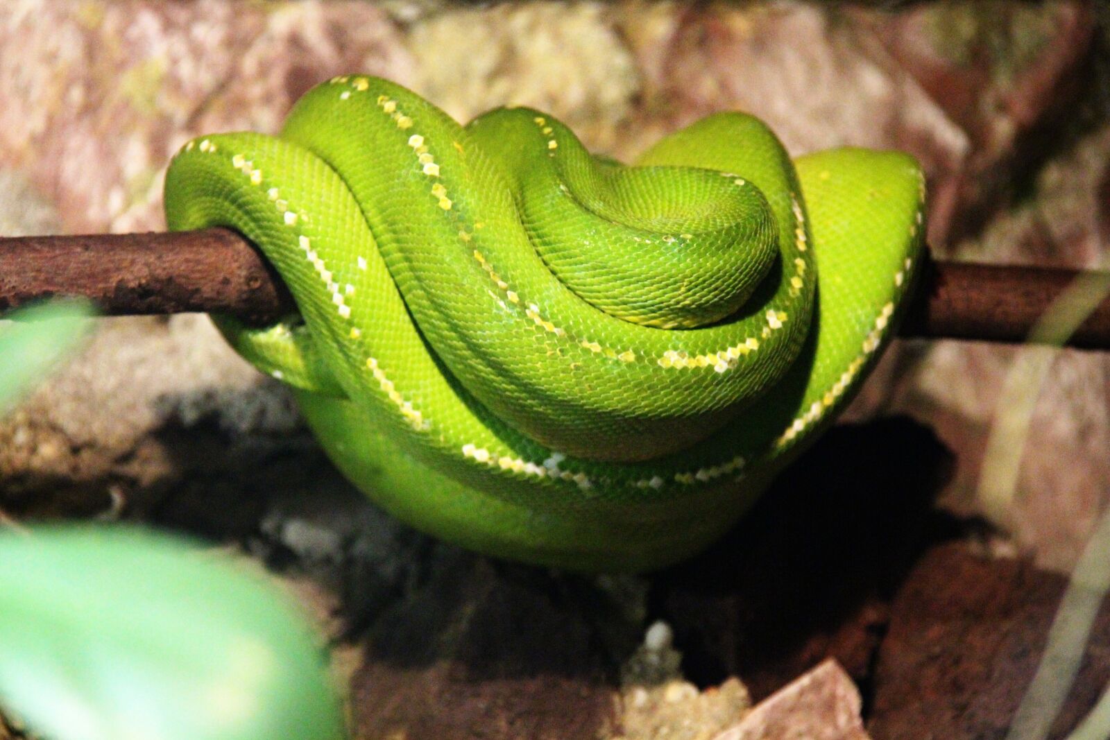 Canon EOS 700D (EOS Rebel T5i / EOS Kiss X7i) sample photo. Snake, animal, reptile photography