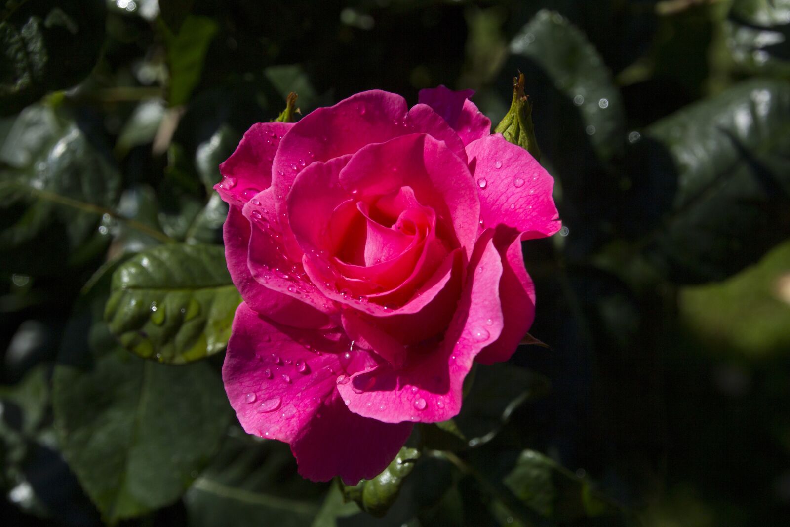 Canon EOS 60D sample photo. Rose, flower, blossom photography