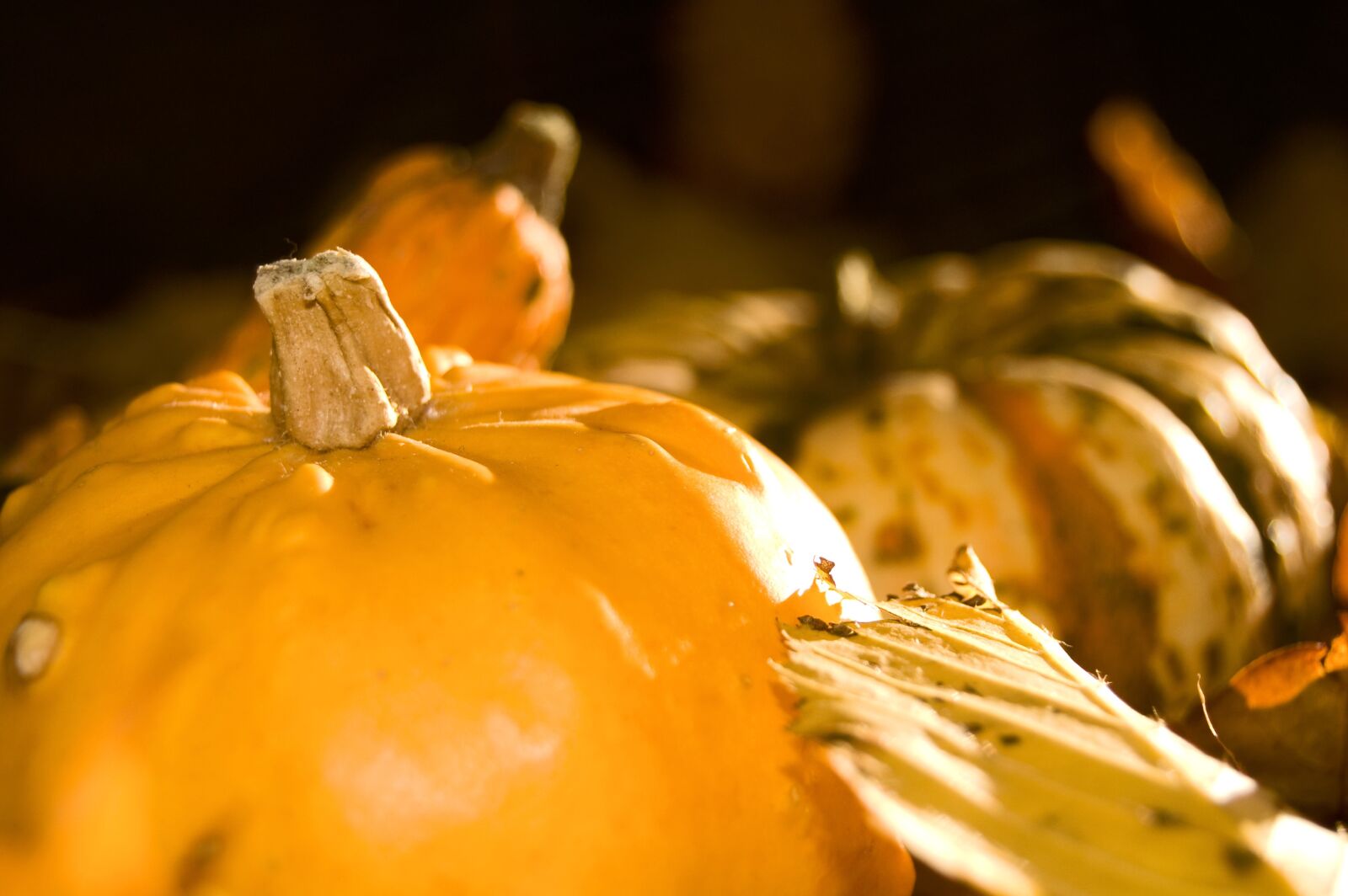 Nikon D40 sample photo. Pumpkin, yellow, autumn photography