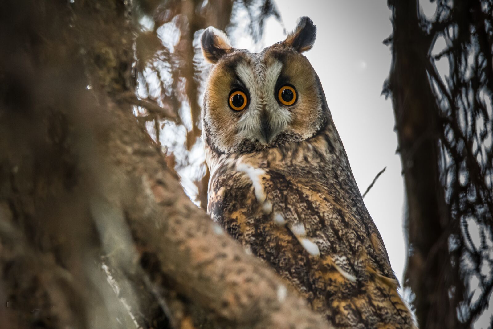 Nikon D500 + Tamron SP 150-600mm F5-6.3 Di VC USD sample photo. Owl, long-eared owl, bird photography