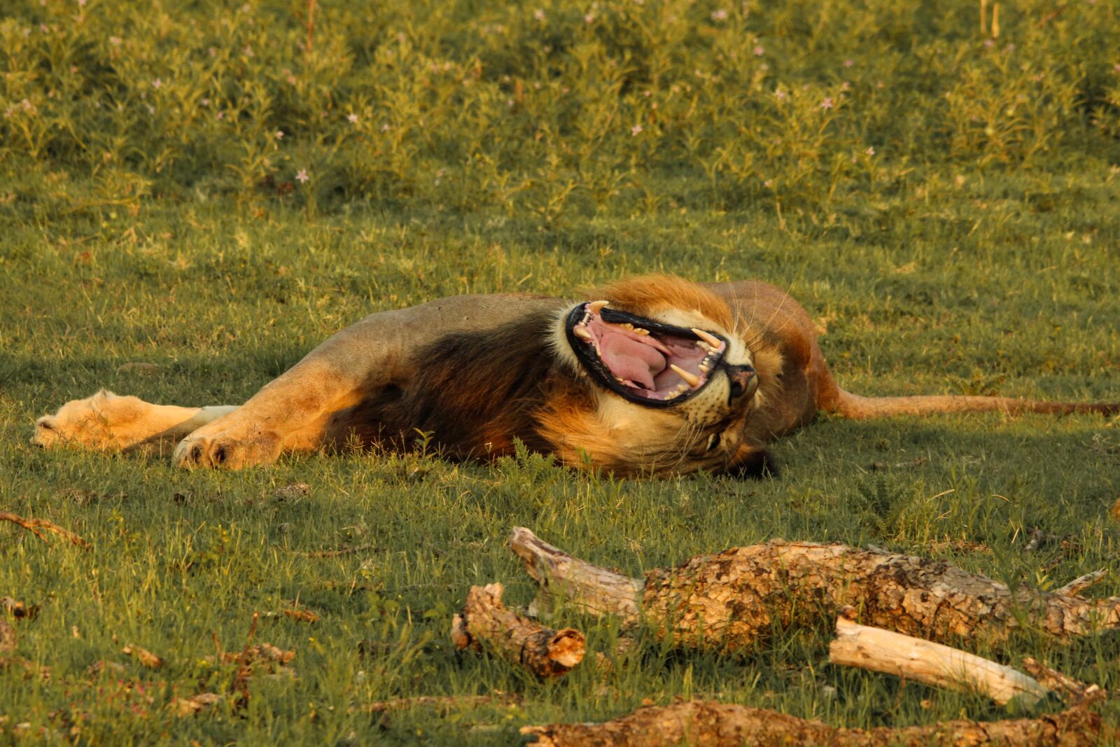 Canon EOS 100D (EOS Rebel SL1 / EOS Kiss X7) sample photo. Lion, roar, teeth photography