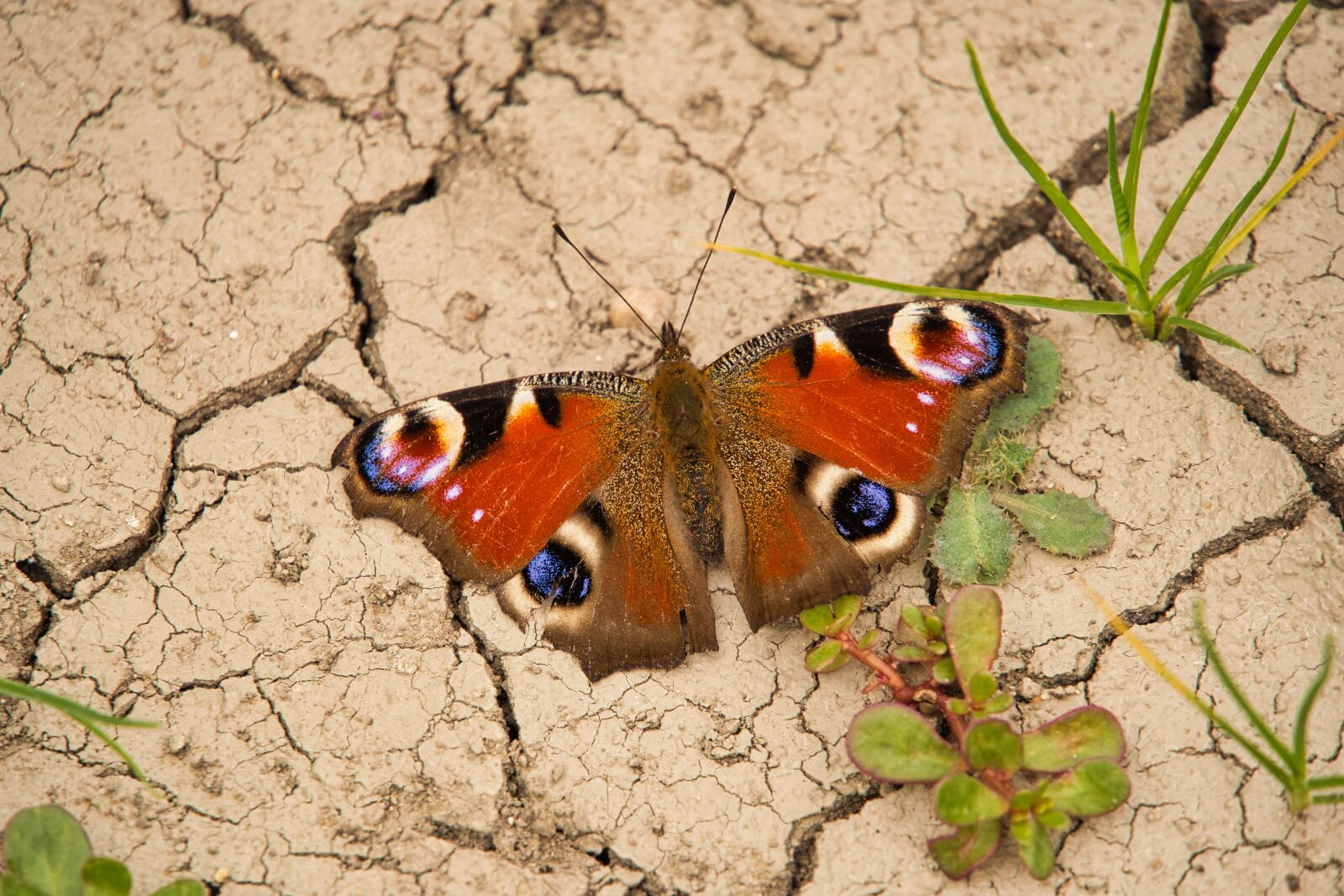 Sony a6400 sample photo. Butterfly, insect, peacock butterfly photography