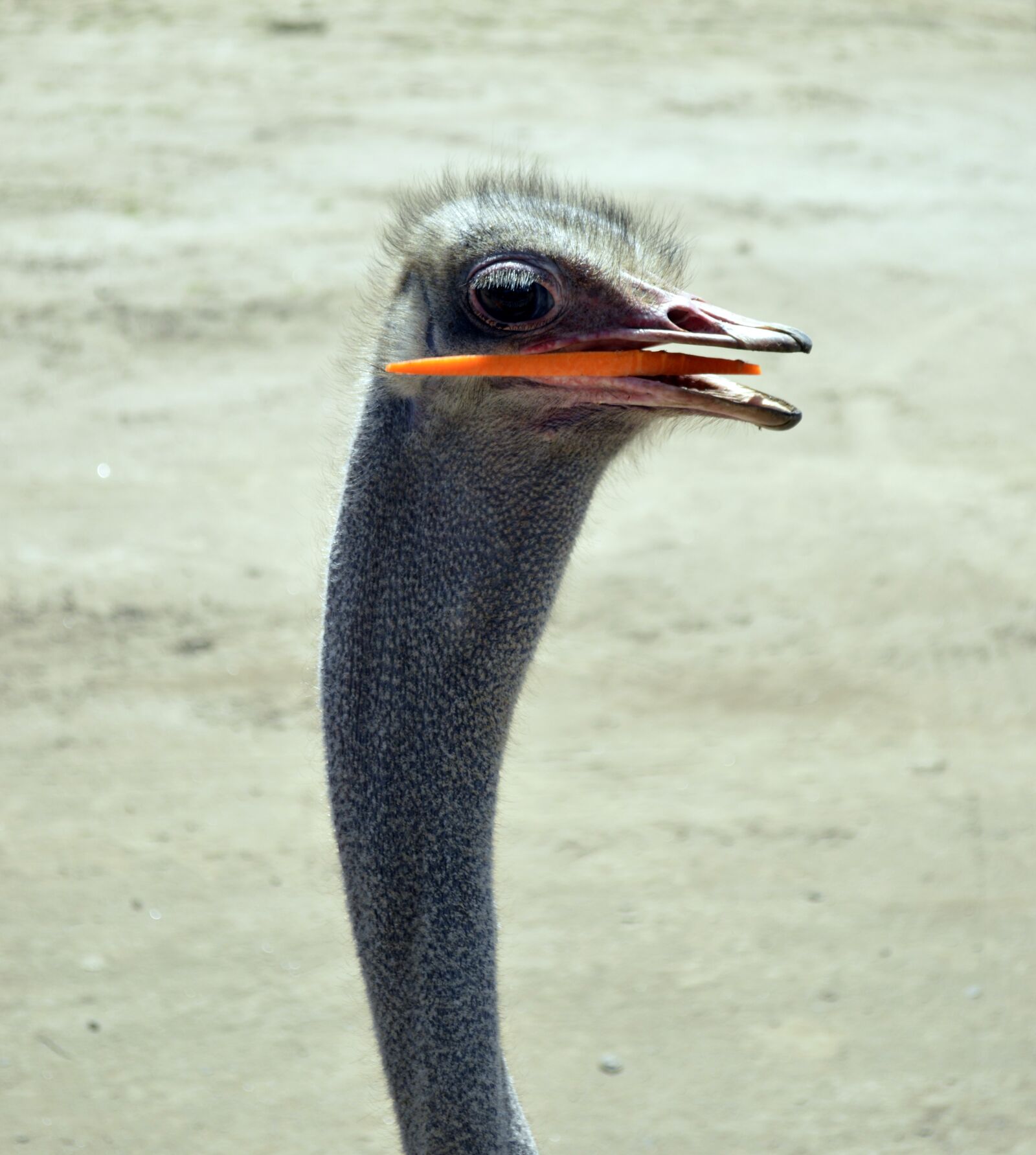 Nikon D3200 sample photo. Ostrich, animal, pen photography