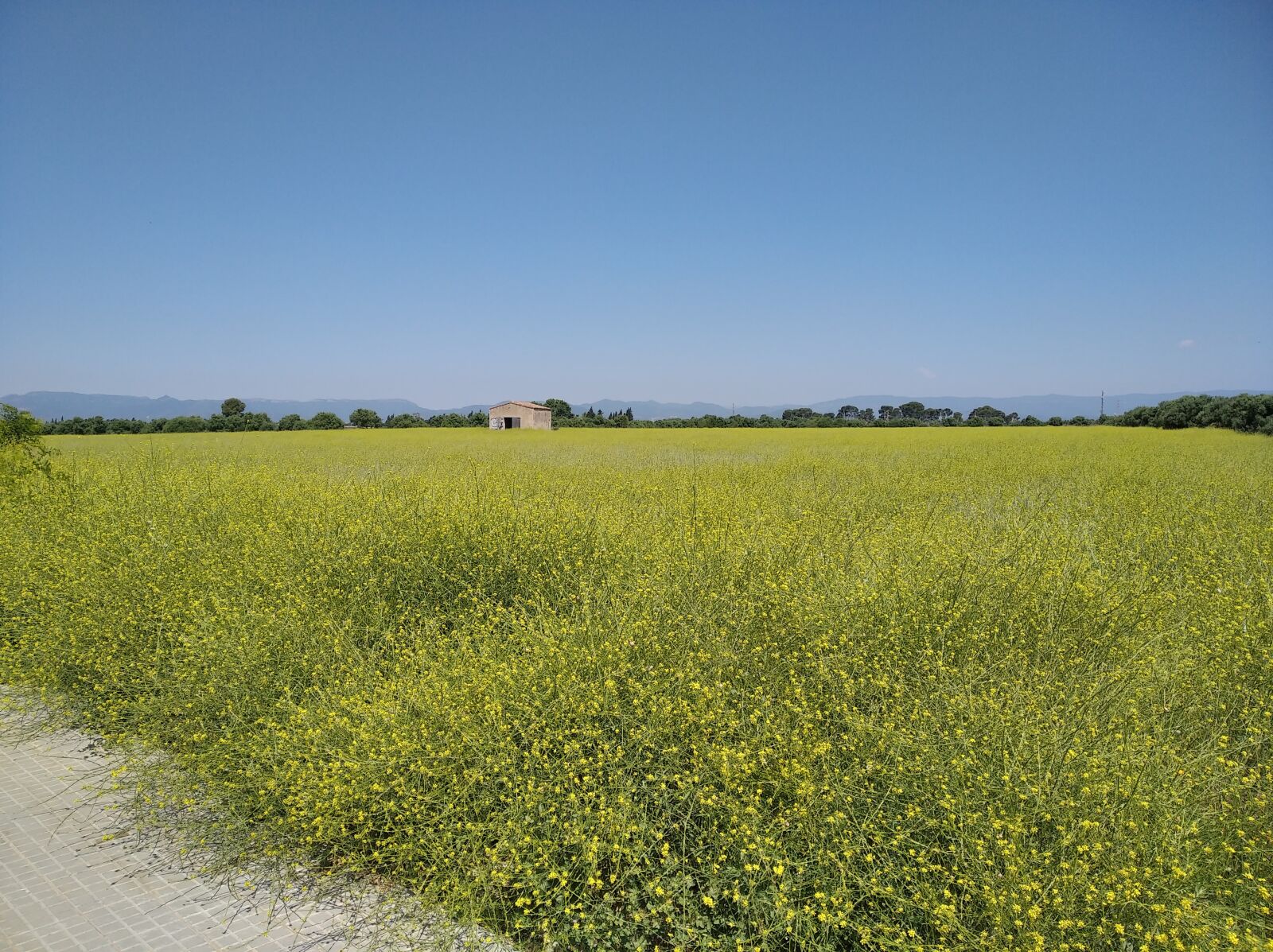 Xiaomi Redmi 7A sample photo. Countryside, field, spring photography