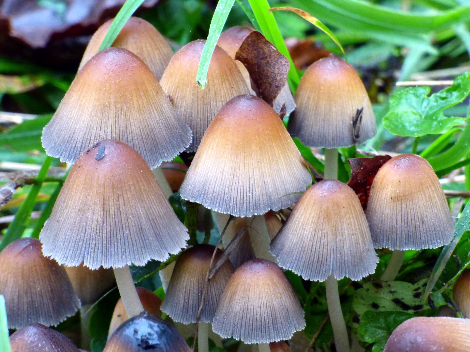 Panasonic DMC-FZ72 sample photo. Mushrooms, fall, nature photography