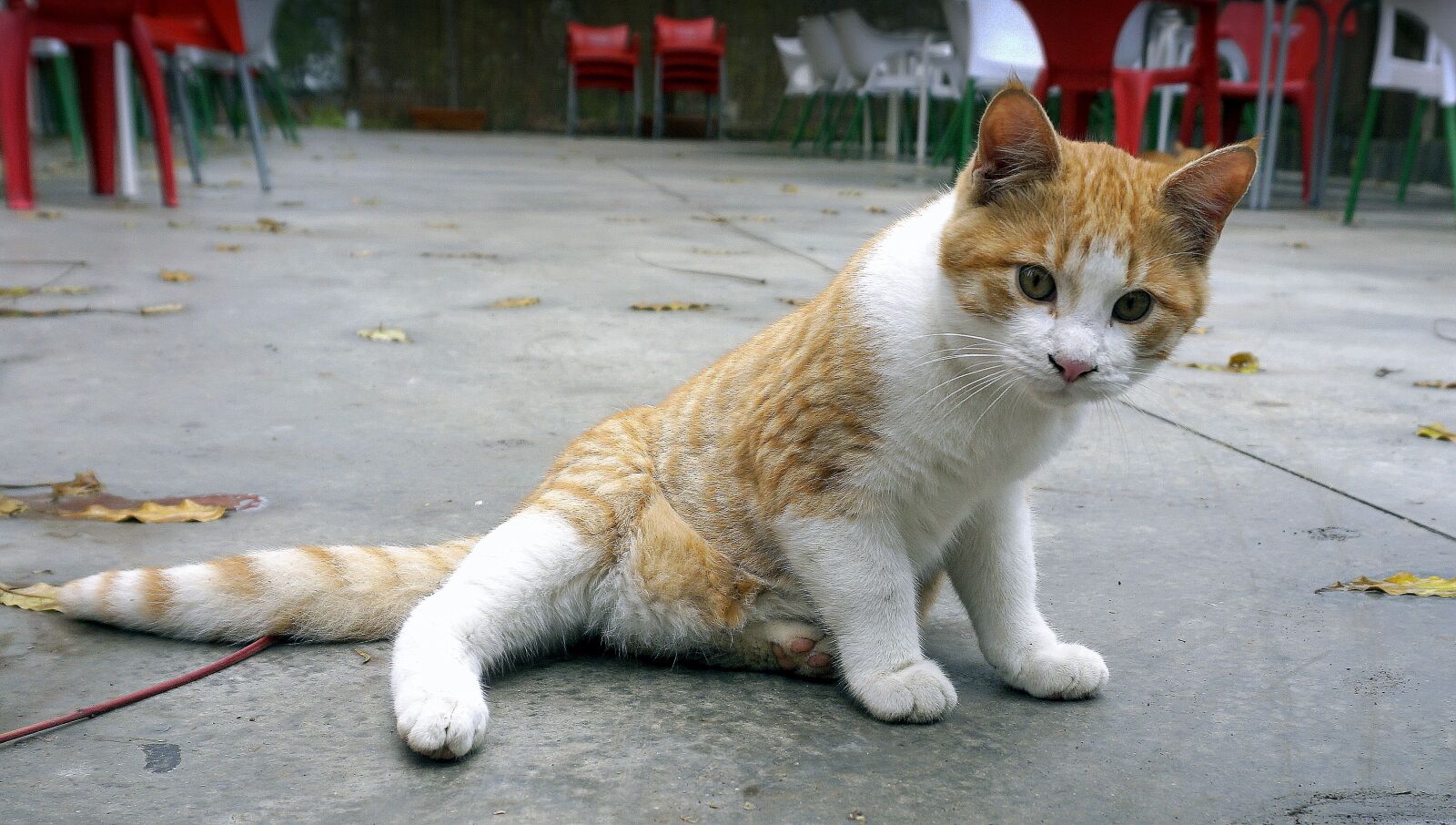 Sony a6000 sample photo. Cat, feline, animal photography