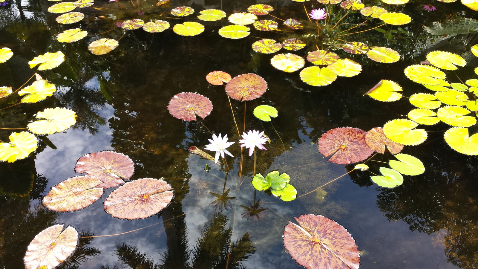 Samsung Galaxy S4 sample photo