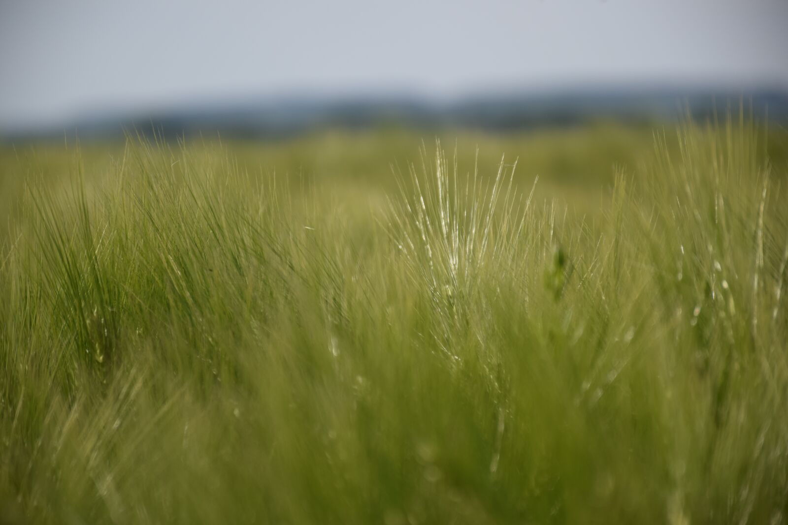 Nikon D5300 sample photo. Inspiration, game focusing, mystical photography