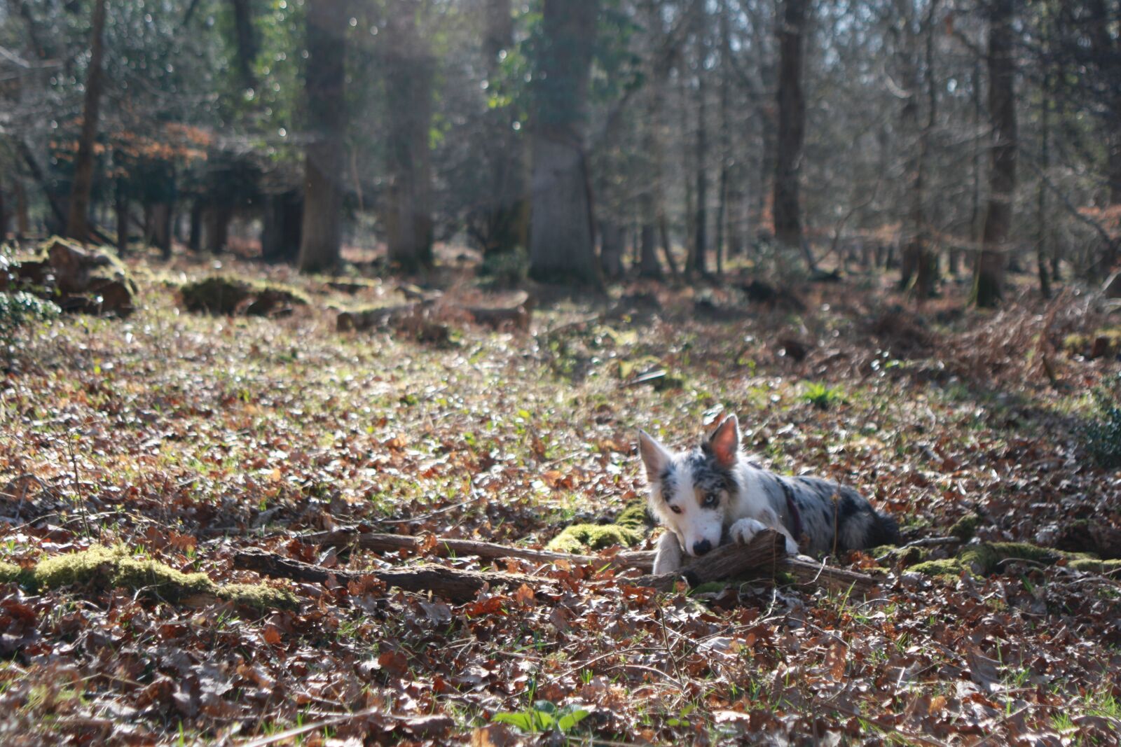 Canon EOS 1000D (EOS Digital Rebel XS / EOS Kiss F) sample photo. Collie, dog, cute photography