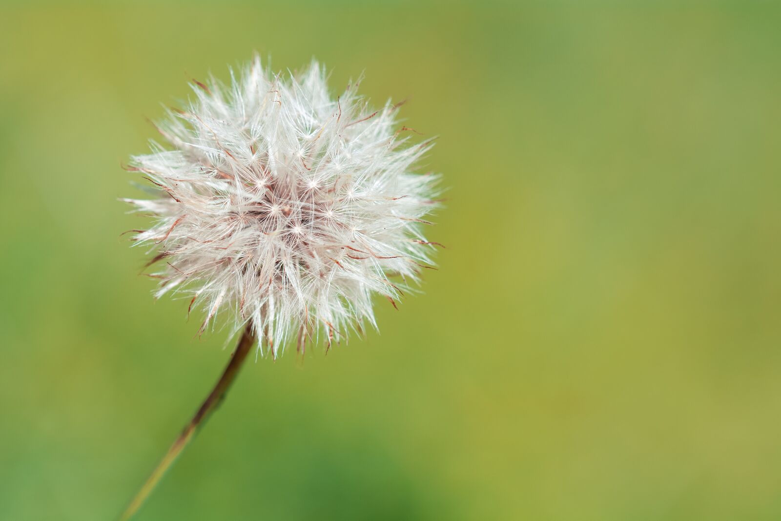 Nikon D7100 sample photo. Dandelion, faded flower, seeds photography