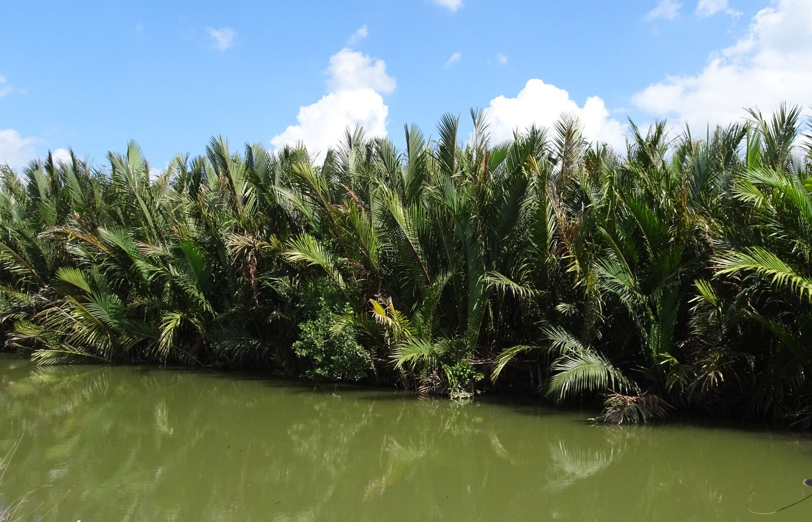 Sony Cyber-shot DSC-HX90V sample photo. Golpatta, nipa fruticans, palm photography