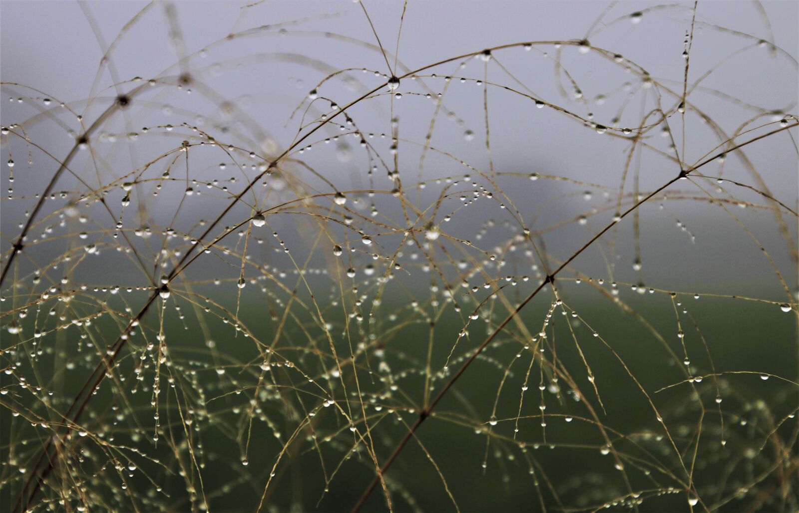 Canon EOS 80D sample photo. Water drops, grass, rosa photography
