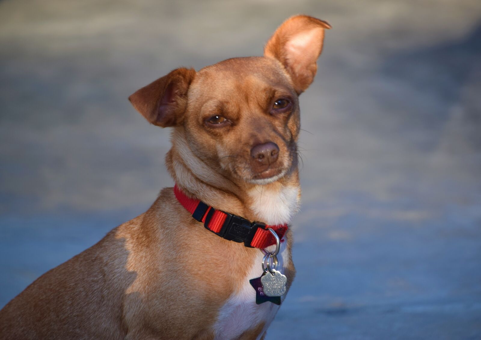 Nikon D3300 sample photo. What sup, cute, puppy photography