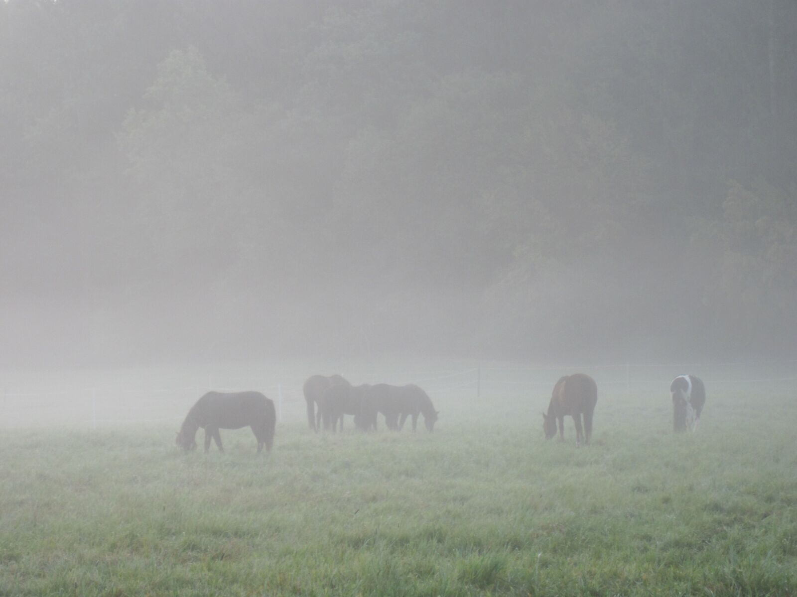 Canon PowerShot D10 sample photo. Fog, horses, pasture photography