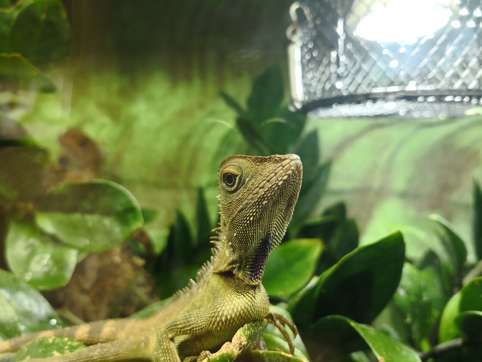 HUAWEI Mate 10 Pro sample photo. Lizard, reptile, nature photography