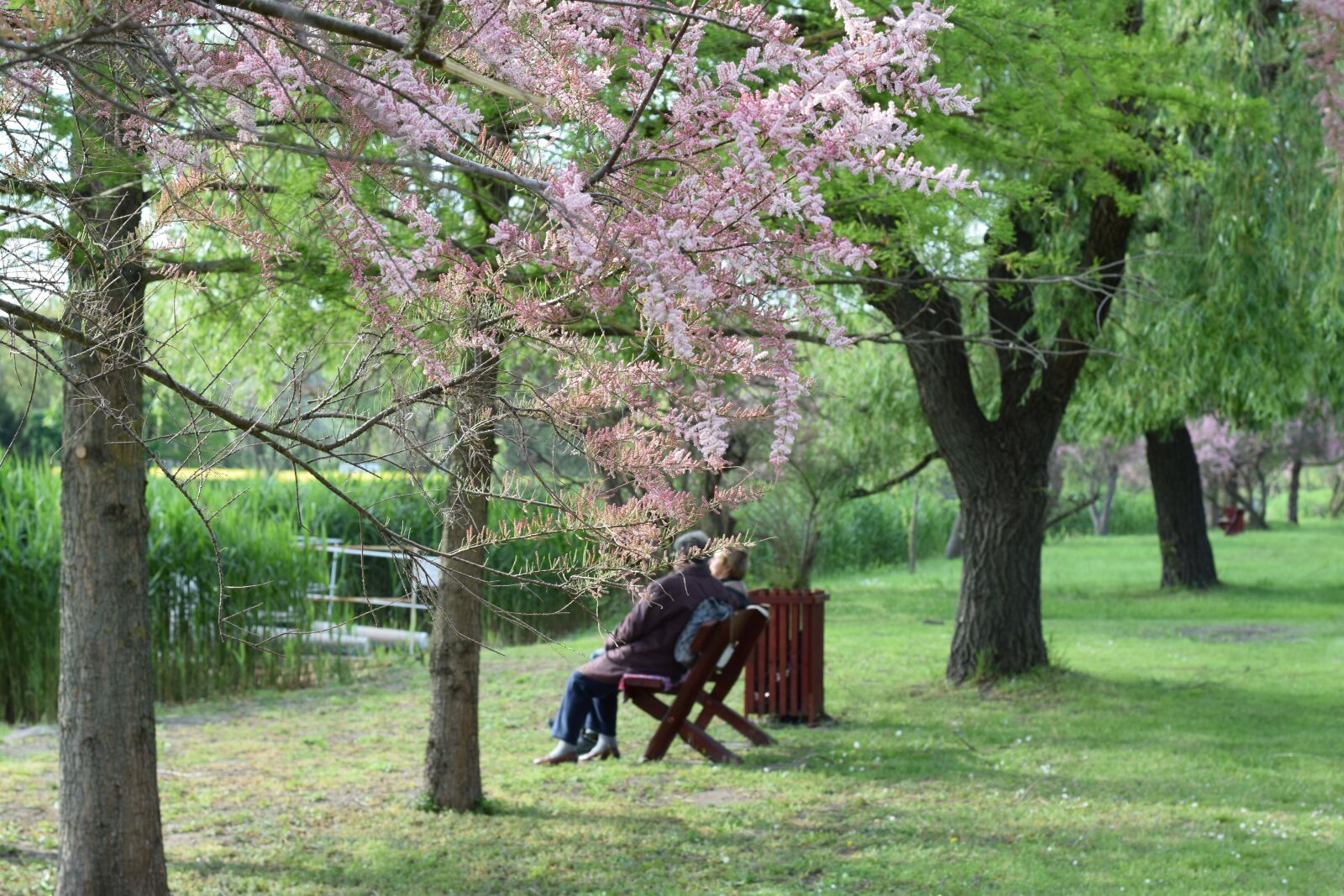 Nikon D5300 sample photo. Elderly, park, rest photography