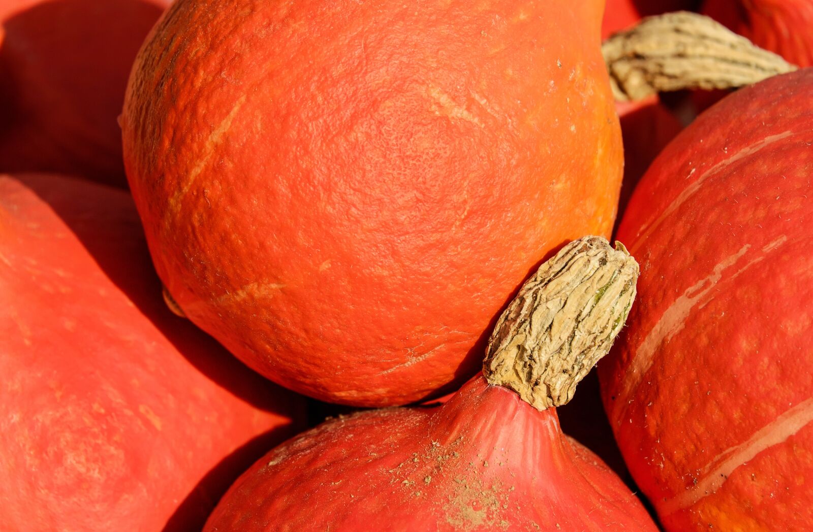 Fujifilm X-T10 + Fujifilm XC 50-230mm F4.5-6.7 OIS sample photo. Pumpkin, hokkaidokürbis, fruit photography