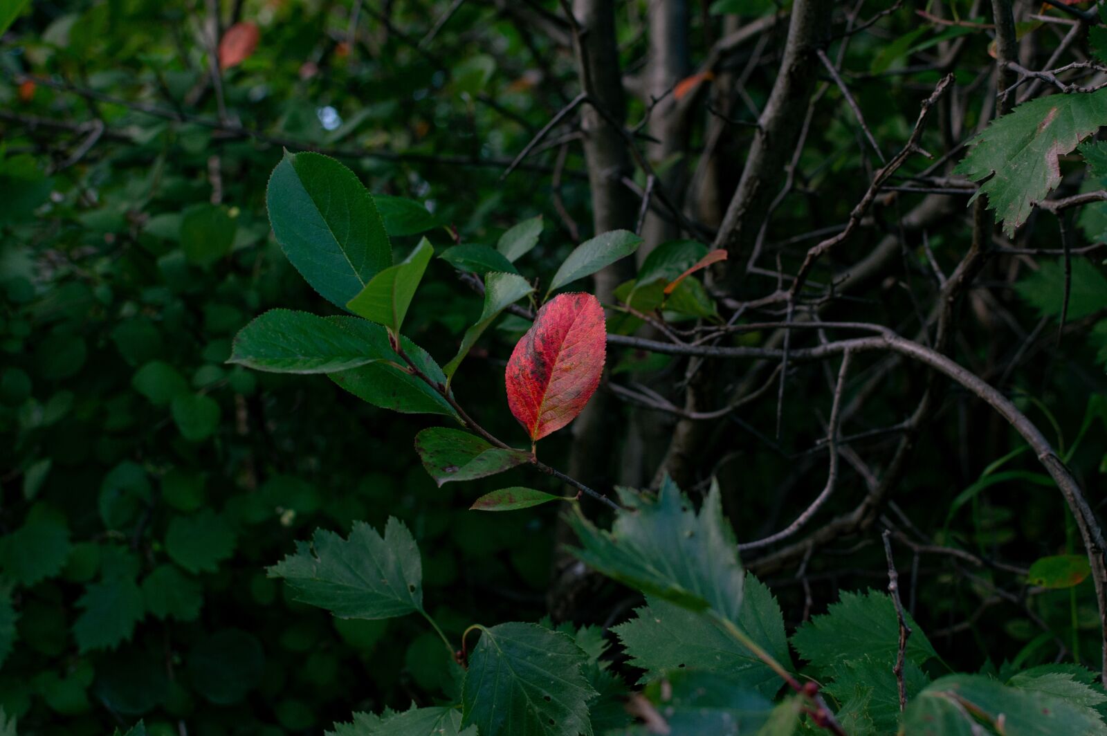 Nikon D3200 sample photo. Autumn, leaves, bush photography