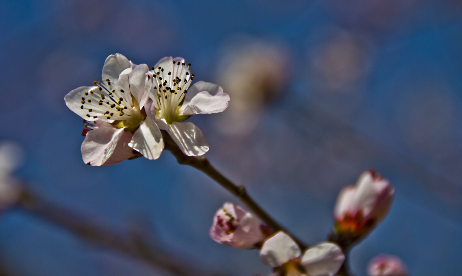 Nikon D7000 sample photo. Beautiful, flowers, plum photography