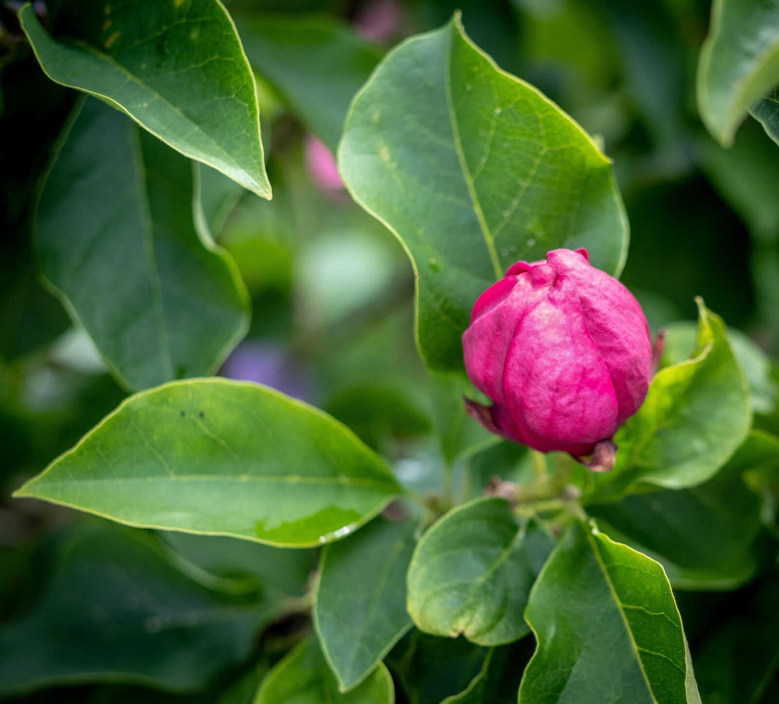 Fujifilm X-T2 + Fujifilm XF 56mm F1.2 R sample photo. Blossom, bloom, bud photography