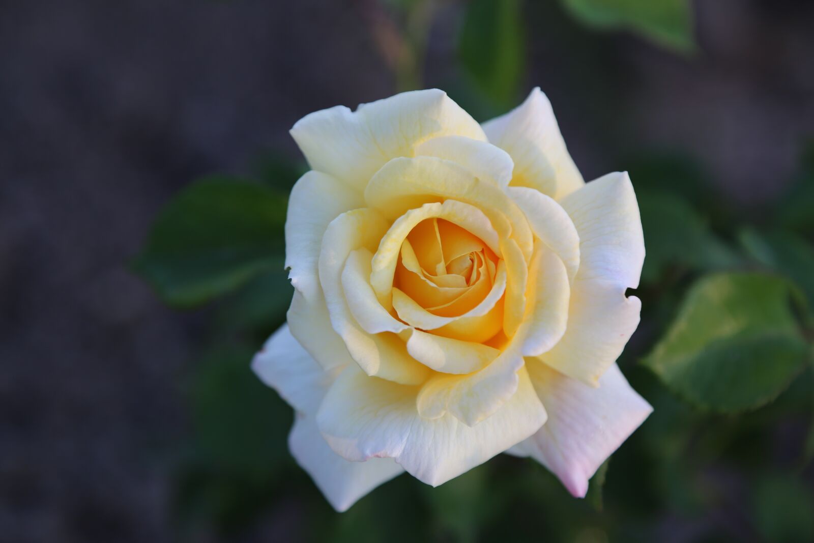 Canon EF 24-105mm F4L IS USM sample photo. Rose, whitish rose, flower photography