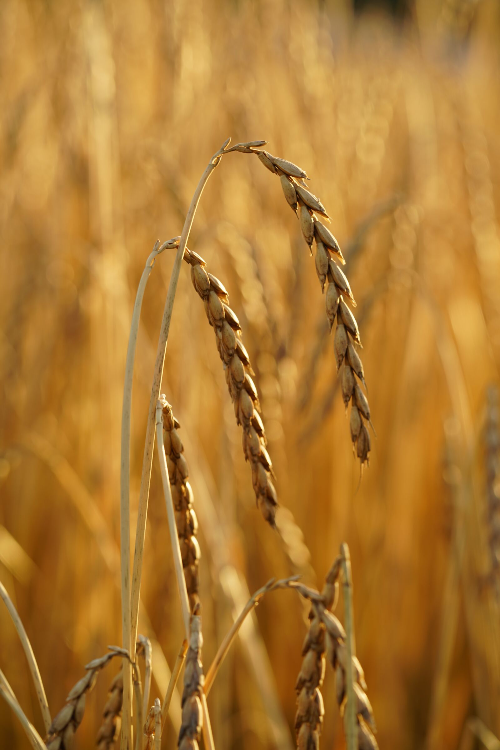 Sony a7R II + Sony FE 90mm F2.8 Macro G OSS sample photo. Spelt, grain, cereals photography