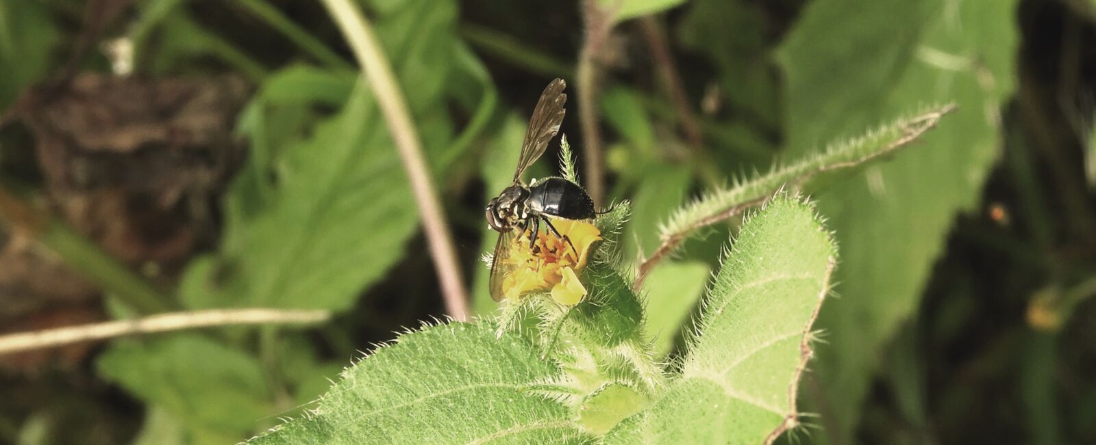 Nikon Coolpix B700 sample photo. Nature, fly, insect photography