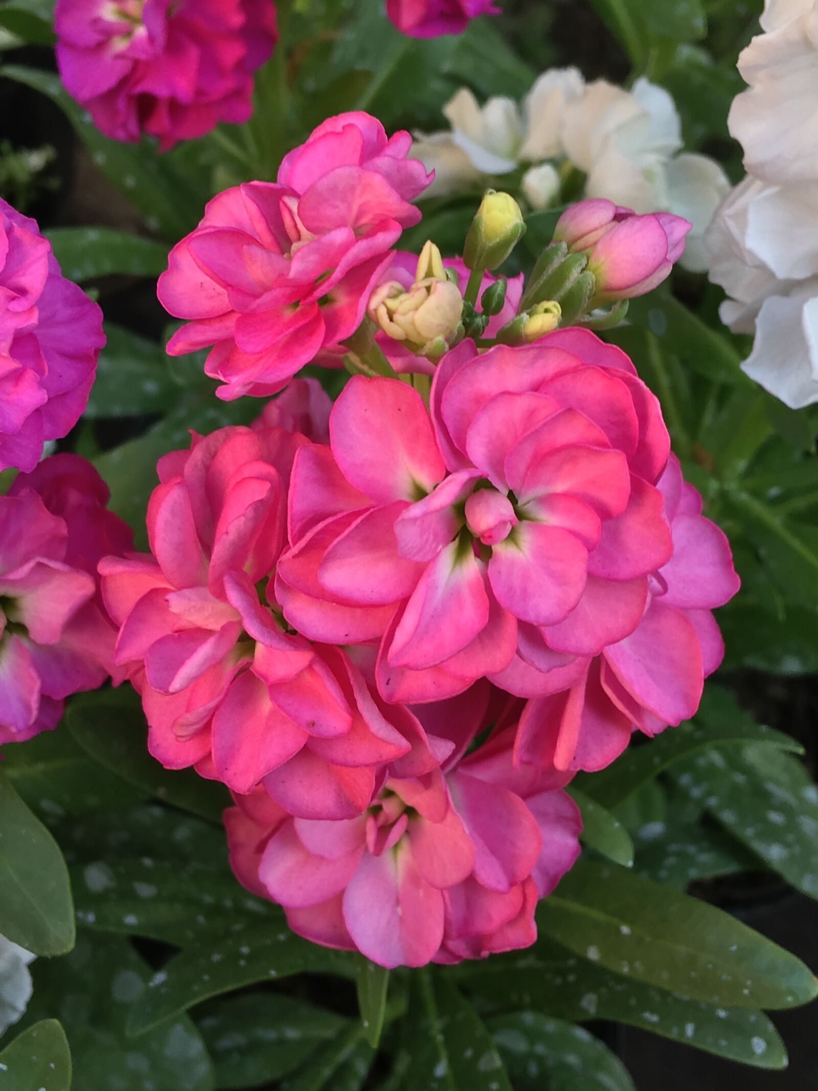 iPhone 6s Plus back camera 4.15mm f/2.2 sample photo. Pink flowers, pink petals photography