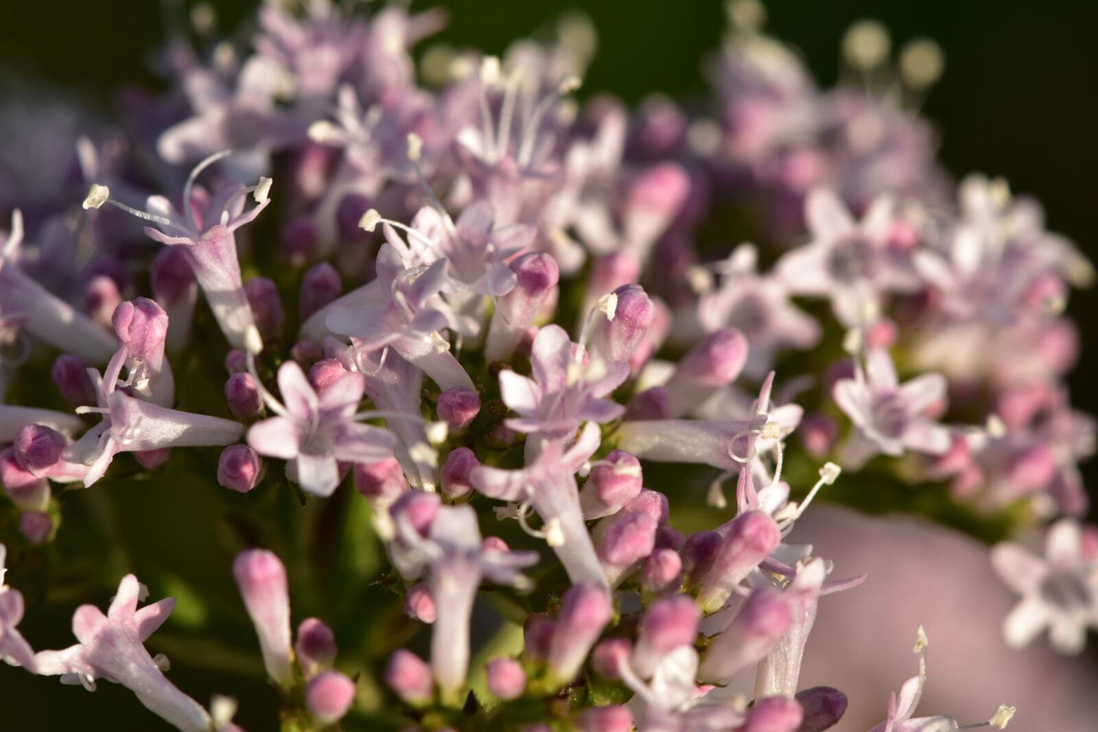 Nikon D5500 sample photo. Flowers, pink, nature photography