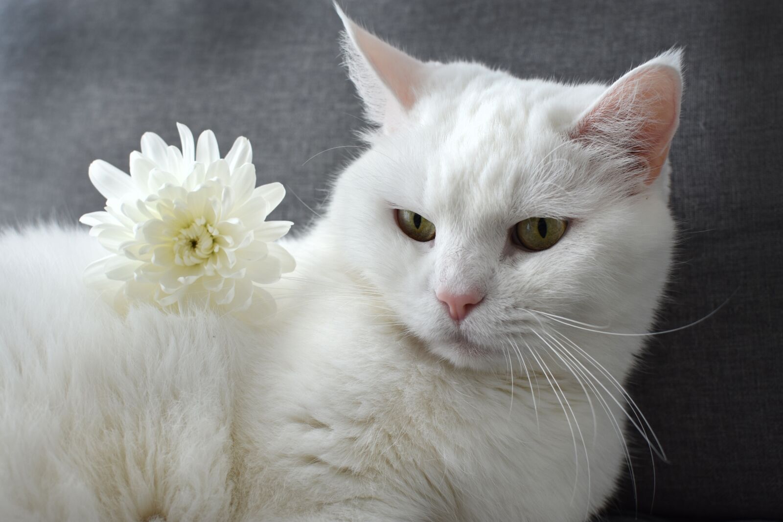 Nikon D3400 sample photo. White, cat, home photography