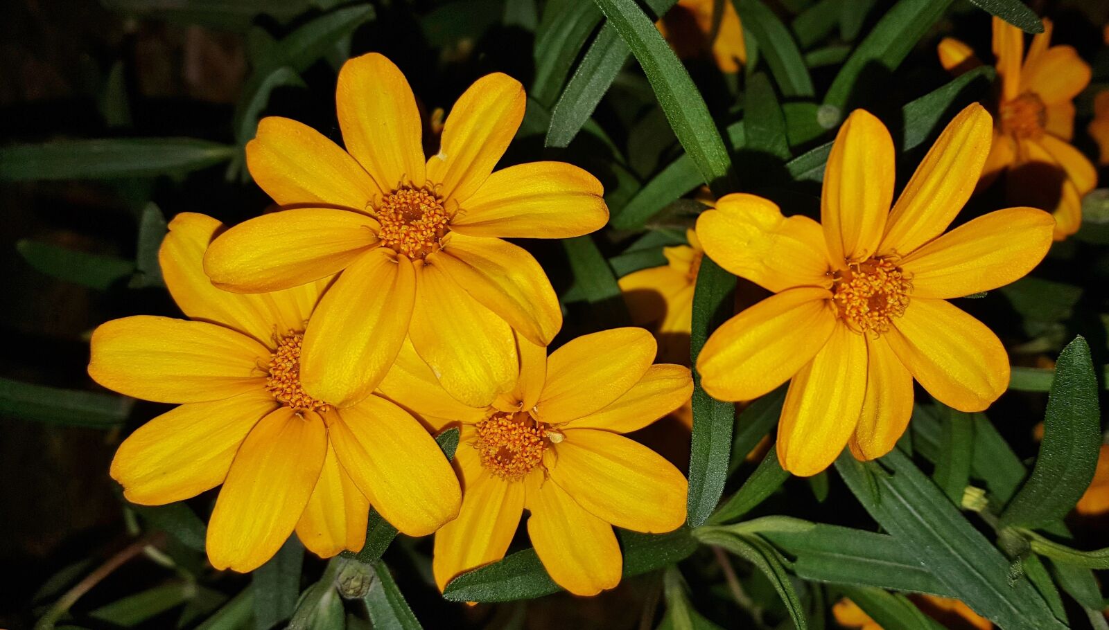 Samsung Galaxy Note5 sample photo. Flowers, yellow flowers, marigolds photography