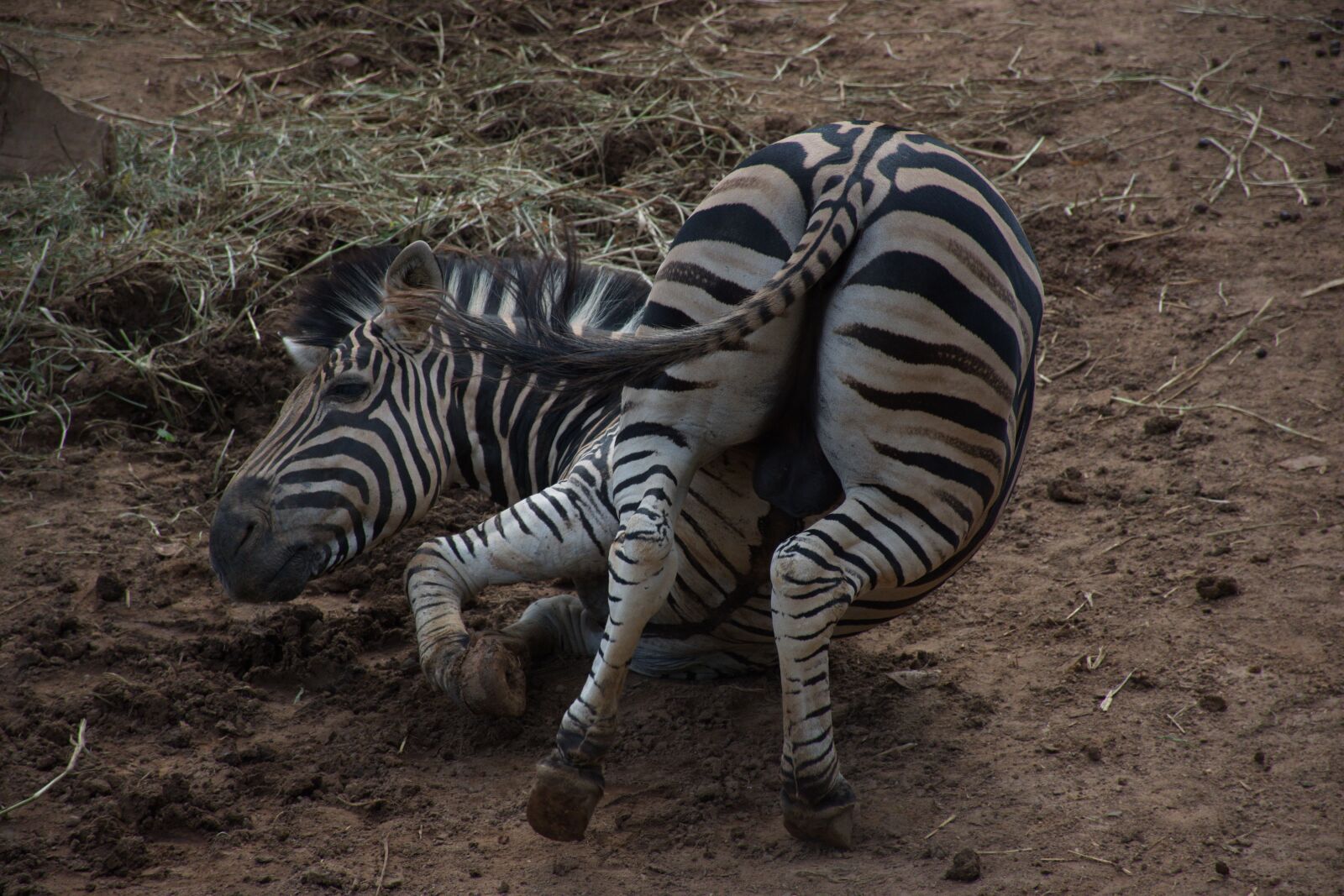 Nikon D7200 sample photo. Giraffe, animals, animals long photography