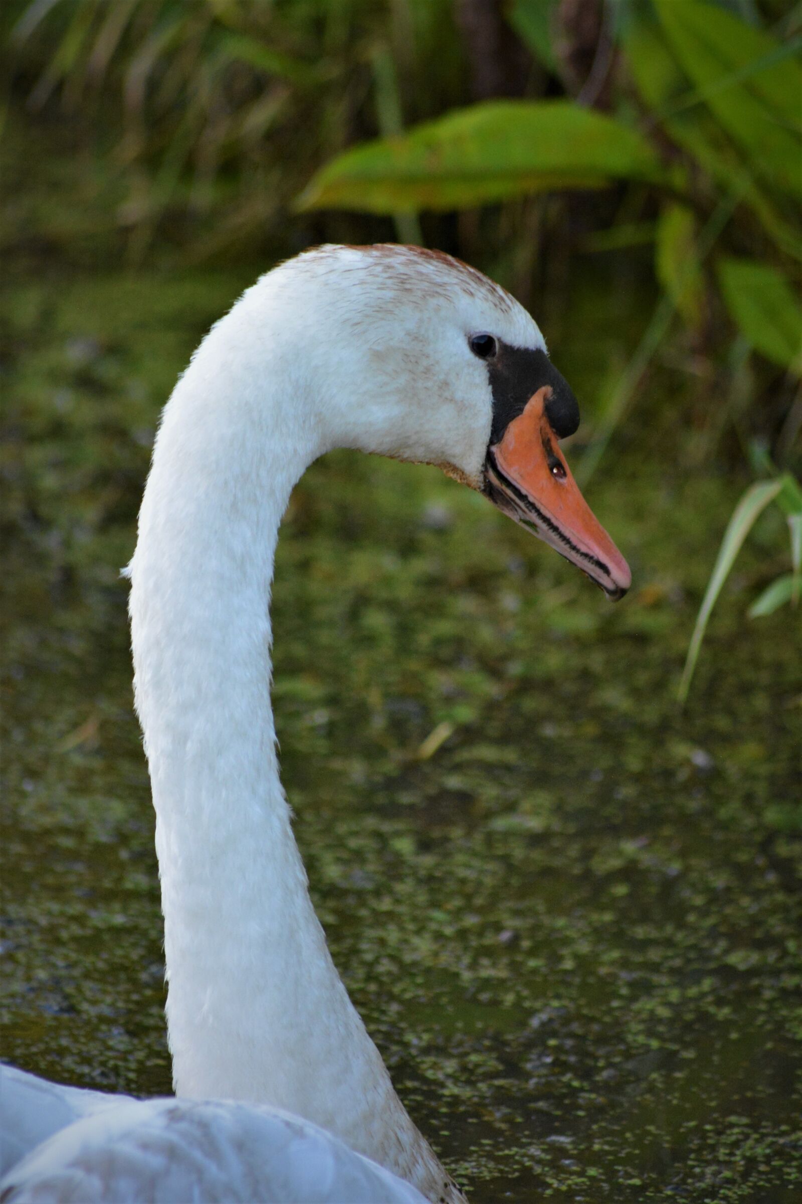 Nikon D5200 sample photo. Swan, swan head, water photography