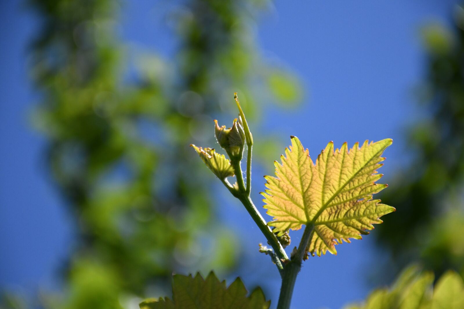 Nikon D7500 sample photo. New leaf, garden, spring photography