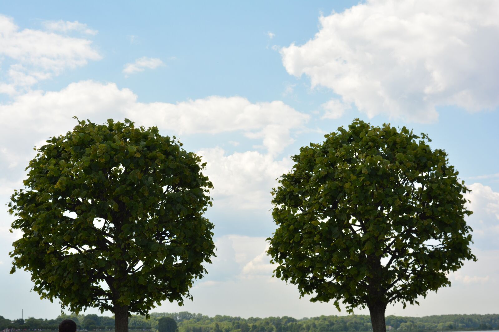 Nikon D5200 sample photo. Tree, trees, nature photography