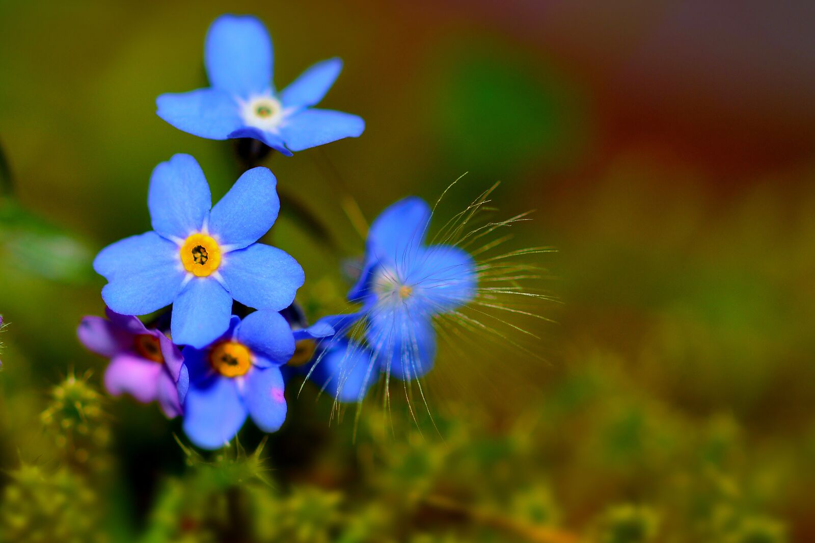 Nikon D5200 sample photo. Garden, flowers, close up photography