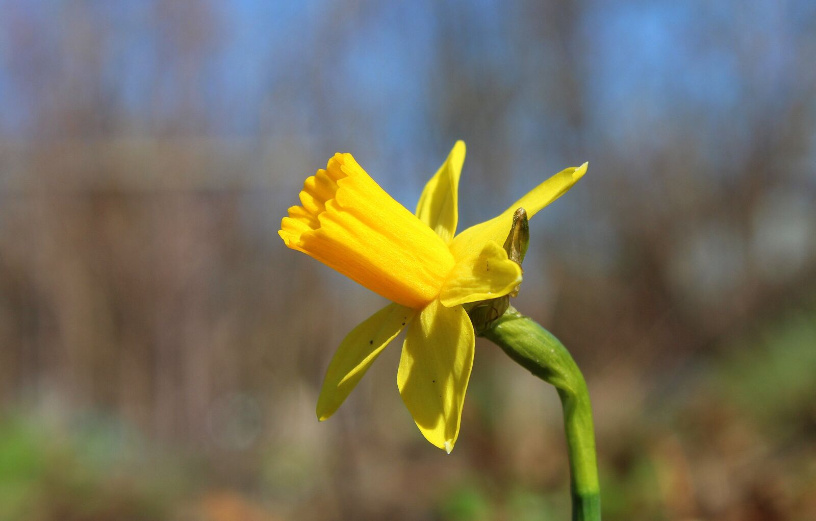 Canon EOS 1200D (EOS Rebel T5 / EOS Kiss X70 / EOS Hi) sample photo. Daffodil, spring flowers, spring photography