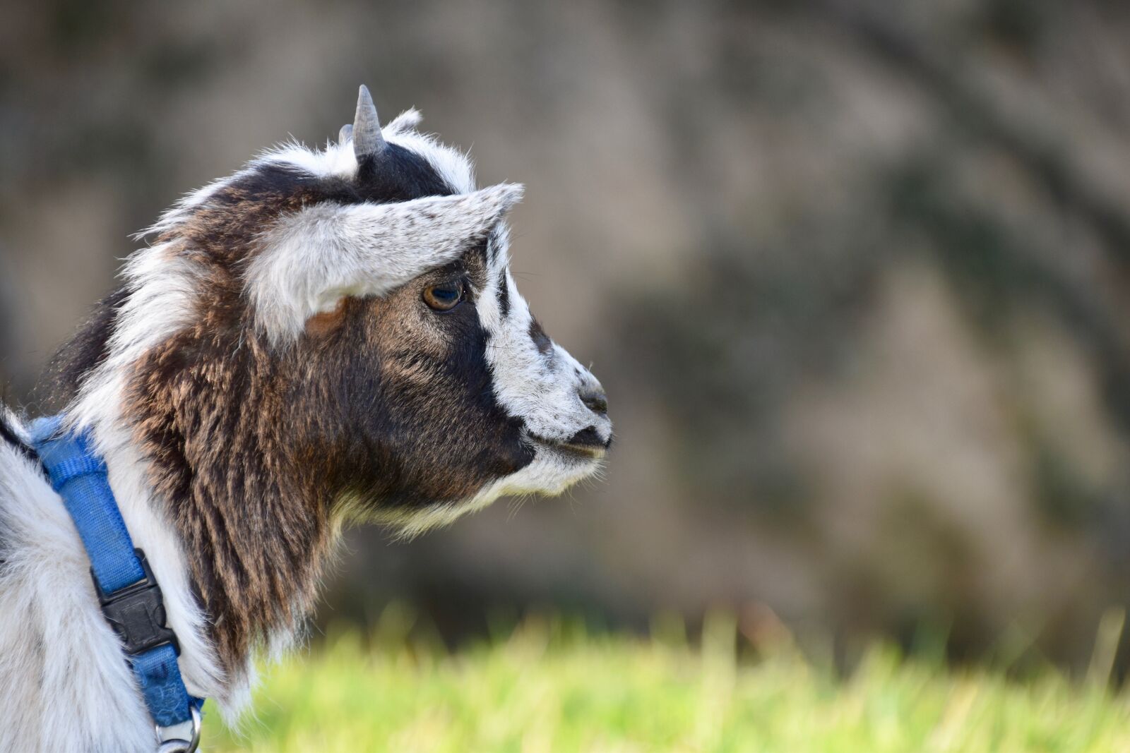 Nikon D5600 sample photo. Goat, kid, goat dwarf photography